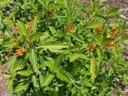 Image result for Justicia spicigera