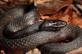 Description the mangrove salt marsh snake is variable in color and pattern and can be gray, brown, olive green, or tan with faint darker banding. Uncategorized Field Ventures Page 4