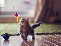 Eyes will be fully open, but pupils will not dilate. Kitten Development From 6 To 12 Weeks