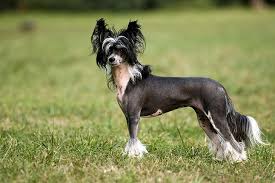 These dogs are often used for showing. Chinese Crested Dog Breed Information