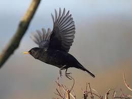 Black Bird With Red Spot On Chest Pin By Suzanna On Birds