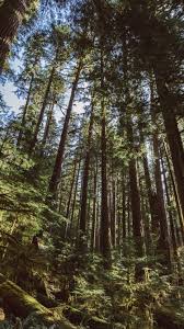 Baume Wald Dschungel 750x1334 Iphone 8 7 6 6s Hintergrundbilder Hd Bild 1080x1920 hintergrundbilder, handy hintergrundbilder, bugatti, smartphone, iphone 6, bildschirme. baume wald dschungel 750x1334 iphone
