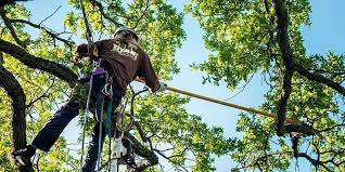 The most popular mechanical method is girdling. Tree Pruning Dos And Don Ts Tree Care Tips