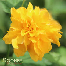 Image result for Kerria japonica