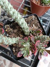 Image result for Monadenium discoideum