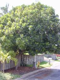 Image result for Filicium decipiens