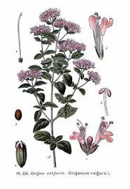 Oregano Origanum Vulgare Con Imagenes Ilustracion De Hierbas