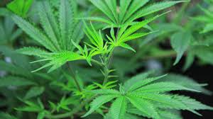 How to treat plants accidentally sprayed with herbicide. How To Grow Marijuana Outdoors Tips On Growing Pot Plants Outside