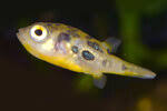 The image used above is for illustration purposes only. Label Dichotomyctere Fluviatilis
