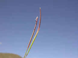 Image result for Microchloa indica