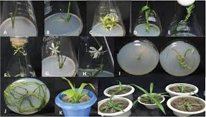 Image result for Chlorophytum sparsiflorum