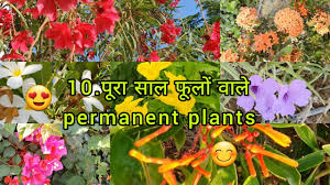 Top 10 Permanent Flowering Plants In India Perennial Flowering Plants With Names à¤« à¤² à¤• à¤ª à¤§ Youtube