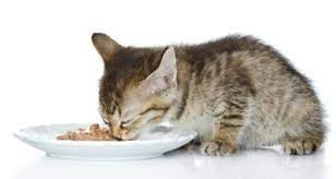 They should also have as much as they want. Feeding A 4 Week Kitten Petcoach