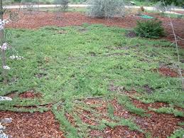 We did not find results for: Myoporum Parvifolium Ground Cover Myoporum Plantmaster