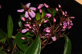Image result for Dichaetanthera corymbosa