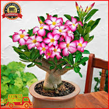 Pin On Flower Bulbs