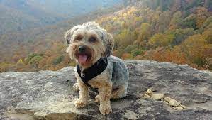 How Long Do Yorkie Poos Live Canna Pet