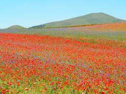 La lenticchia di castelluccio di norcia igp è ottenuta da piante dalle dimensioni ridotte, alte tra 20 e 40 cm, che hanno un ciclo di vita annuale e fioriscono tra maggio ed agosto; La Fioritura Della Lenticchia A Castelluccio Di Norcia Incinqueconlavaligia