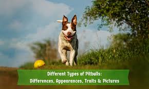 They also look as though they have a shiny coat as if they have just had a it's good to keep in mind though that this is when the dog is considered healthy weight and in overall good health. Different Types Of Pitbulls Differences Appearances Traits Pictures