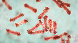 Image result for Corynebacterium