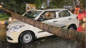 Chir pine (pinus roxburghii sarg.) is one of the most useful tree species in the himalayan region. Trees Uprooted In Rain Wind In Calcutta Telegraph India