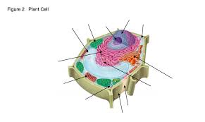 In fact, the word organelle is just cell | definition, types, functions, diagram, division, theory, & facts. Cell Structures And Functions Use Www Cellsalive Com Chegg Com