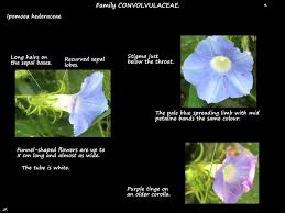 Image result for Ipomoea tenuipes
