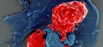 Le Scienze - News update