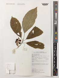 Image result for Maesobotrya floribunda