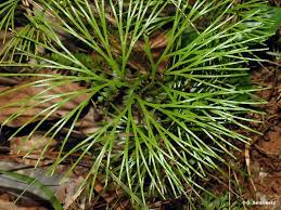 Image result for Schizaea