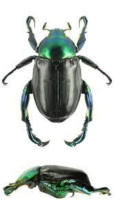 Black Beetle Bug In House Pelidnota Cyanitarsis Black Form Insectes Papillon Coleoptere