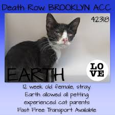Catsrangels2 On Twitter Cat Parenting Cats Kitten Adoption