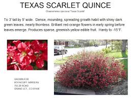 Texas scarlet dwarf flowering quince. Quince Texas Scarlet