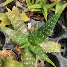 Image result for Aloe lateritia