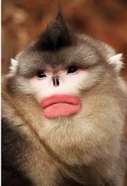 Salah satu hewan asli yang berasal dari kalimantan adalah bekantan. Kera Yunnan Berhidung Pesek Kiyanti2008 S Weblog