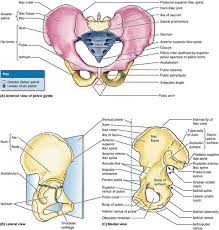 The geometry of bony pelvis differs significantly between males and females. Pelvis Anatomy Anatomy Bones Anatomy