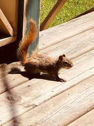 Squirrel spirit animal can help you come into a more balanced relationship with your resources by addressing and clearing your past. Anew Intuitive When The Squirrel Spirit Animal Appears Facebook