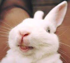 400 Ideias De Coelhos 3 Coelhos Animais Bebes Coelhos Filhotes Memes, memes brasileiros, melhor site de memes. coelhos filhotes