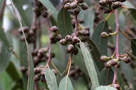 Image result for Phragmanthera cornetii