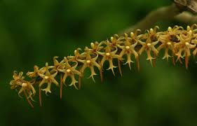 Image result for Tridactyle