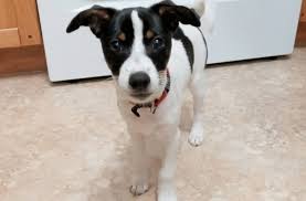 Maybe you would like to learn more about one of these? 20 Of The Most Popular Rat Terrier Mixes For You To Bring Home Today K9 Web