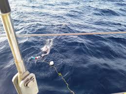 Edward "Ted" Lomicka