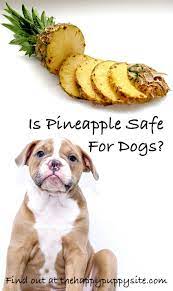Can Dogs Eat Pineapple A Complete Guide To Pineapple For Dogs Cheap Dog Food Dogs Pineapple Can Dogs Eat