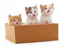 In business for 32 years. Where To Adopt Kittens For Free Lovetoknow