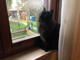 Scopri le leggende e le storie di oggi sul gatto nero. Il 17 Novembre Si Celebra Il Black Cat Day La Giornata Del Gatto Nero Lagone