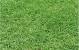 Cooch Grass Types Australia