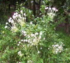 Image result for Clerodendrum incisum