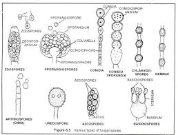 8 Important Characters Of Fungi With Diagram