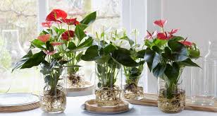 Propagate anthurium with cuttings take a cutting with at least two nodes on the stem, preferably in spring or early summer. Bare Rooted Anthurium Bakker Com