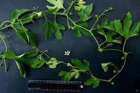 Image result for Cayaponia